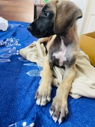 Great Dane male puppy for sale