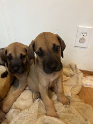 AKC registered Great Dane puppies