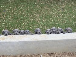 Great Dane puppies