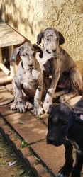 Great Dane Puppies!!!!!!
