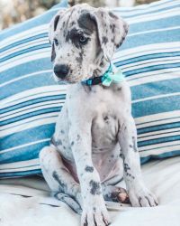 Great Dane puppies ready to find its forever home.