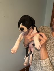 Great Dane pups available 12/17/22