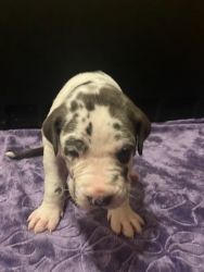 Great dane puppies looking for new home