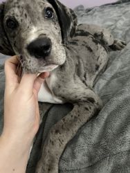 4 month old Great Dane