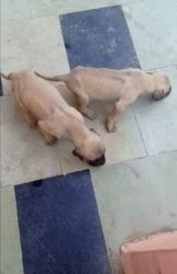 Greatdane puppies available 4 male&4 female available colour fawn