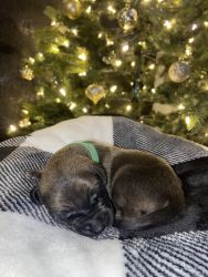 Great Dane Puppies For Sale-New Mexico