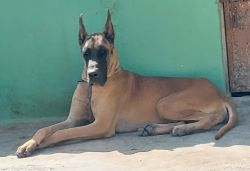 great danes for sale