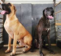 Great Dane Heavy Quality For Sale Lowest Price KCI Certified
