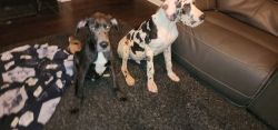 8mth old Great Danes
