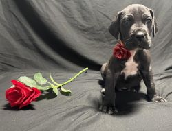 Pure Bred Great Dane Puppies Akc Certified