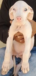 Great Dane Puppies for Sale
