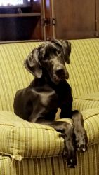 6 month old great dane puppy