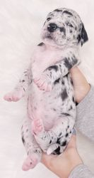 Great Dane puppies for sale!
