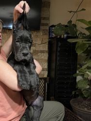 AKC huge european great dane puppies from direct import