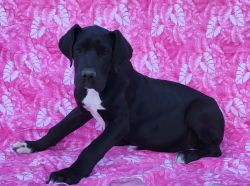 Nera black female Great Dane puppy