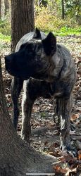Young Adult Great Dane Female