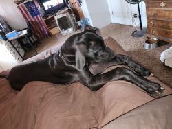5 month old European Great Dane Pup