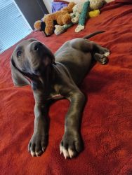 Pure Bred Blue Great Dane Male Puppy Looking For His Forever Home