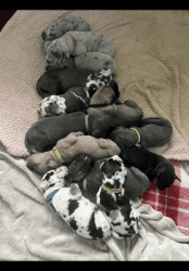 Beautiful Great Dane pups for sale
