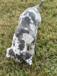 8 week old purebred Great Dane Puppies For Sale
