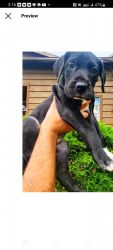 Great Dane Puppies ready for thier Forever Homes