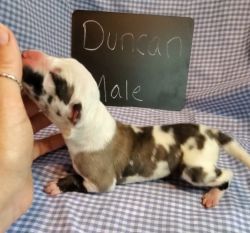 Pure Bred Great Dane Puppies