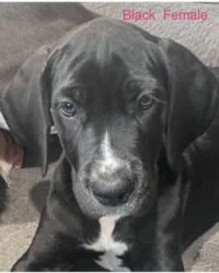 AKC Health Tested Great Dane Puppies
