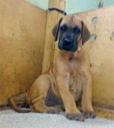 Great Dane Puppies For Sale Import Bloodline