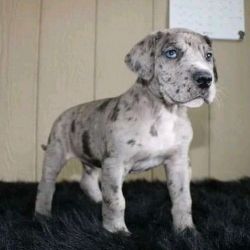 Trained great dane puppies