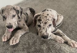 Rehoming Great Dane puppies