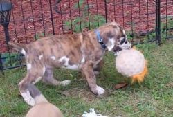 SOLD NKC GREAT DANE PUPPY MALE BRINDLEQUIN