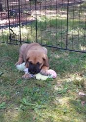 NKC GREAT DANE PUPPY FEMALE *REDUCED PRICE*