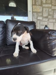 Great Dane Puppies Available Now