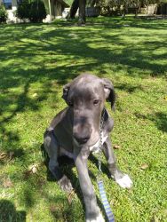 Great Dane puppies 6 months old house broke micro chips health papers