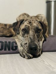 2 year old Great Dane for sale who could easily be a service dog.