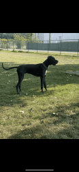 1 year old Great Dane