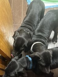 Great Dane puppies - Born 9-23-23