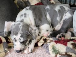 Blue Great dane puppies for sale