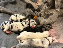 Great Dane Puppies Kc Registered