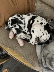 Great Dane puppies available now!