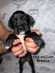 great dane pups for sale