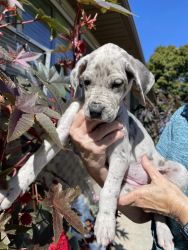 AKC Great Dane puppies coming the end of February