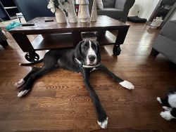 Great Dane for sale