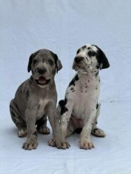 Harlequin and Merlequin Great danes for sale