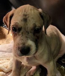 AKC registered Great Dane Puppies *PRICE REDUCED*