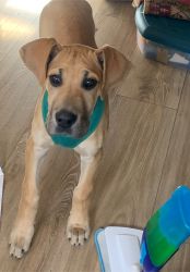 Purebred Great Dane Pup Needs a Home!