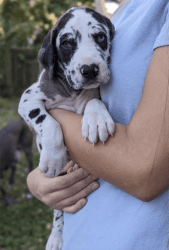 Harlequin Great Dane Puppies