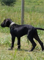 Great Dane Puppies Available.