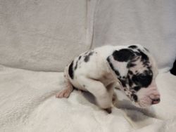 AKC Great Dane Male Puppy Available Now