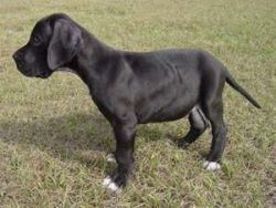 Great Danes Puppies For Sale